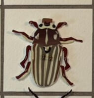 Ten Lined June Beetle (in Southern accent) Tickle one of these with a flower and they make a cute hiss by forcing air over their wings (and I've done it). Look for them near sandy soils or agricultural/orchard zones.