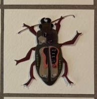 Metallic Harpalus small, opportunistic ground beetle! adults eat seeds, babes eat soil invertebrates.
