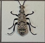 Epicauta Atomaria (Blister Beetle) 